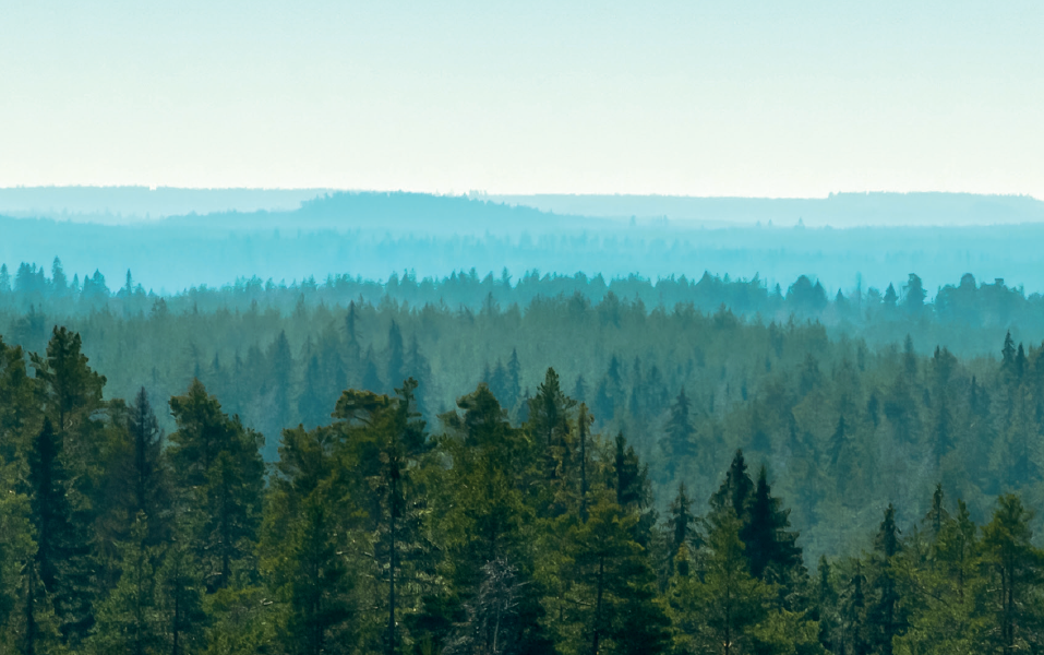 75% of the total land area of Finland is covered by forests, representing 10% of the forests in Europe.
